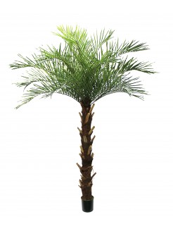Palmeira Phoenix Artificial 250cm