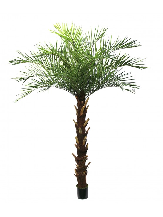 Palmeira Phoenix Artificial 250cm