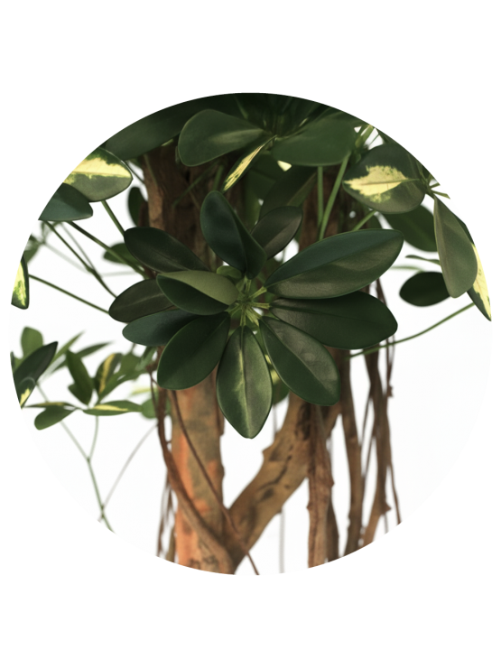Árvore Cheflera Artificial com Tronco Natural 150cm