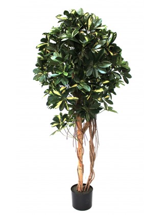 Árvore Cheflera Artificial com Tronco Natural 150cm