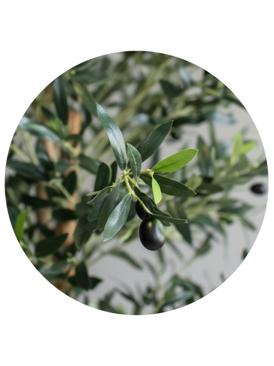 Oliveira Artificial com Tronco Natural 150cm