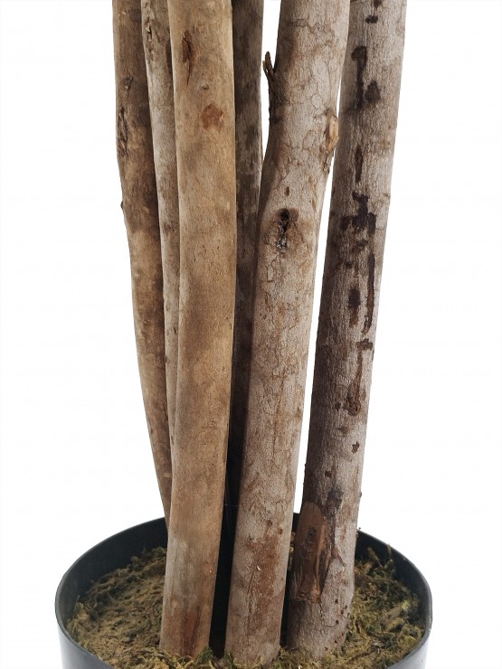 Árvore Clusia Artificial com Tronco Natural 150cm