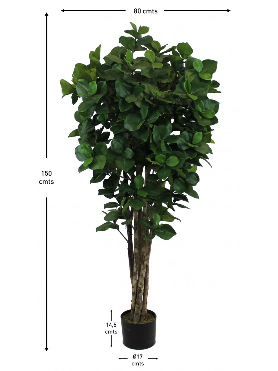 Árvore Clusia Artificial com Tronco Natural 150cm