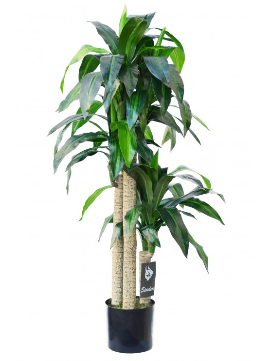 Árvore Dracena Artificial 150cm