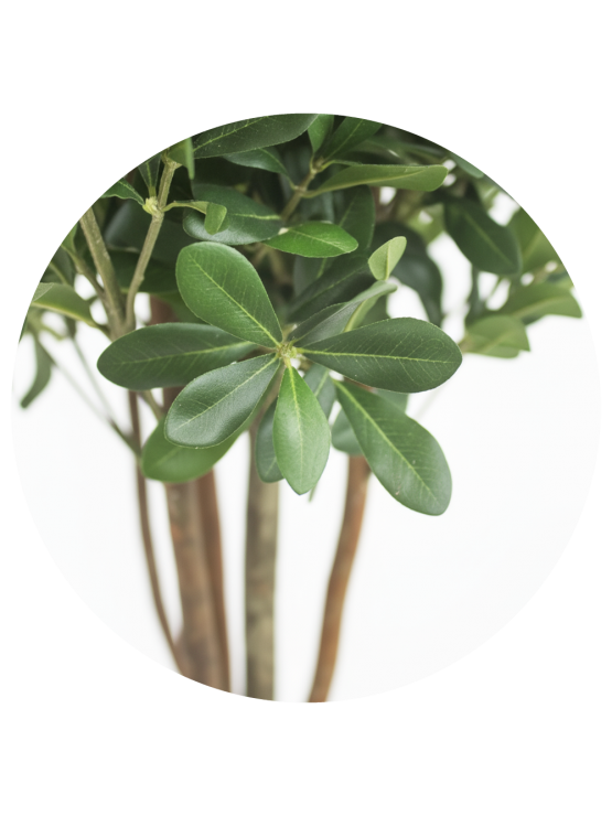 Árvore Pittosporum Artificial com Tronco Natural 120cm