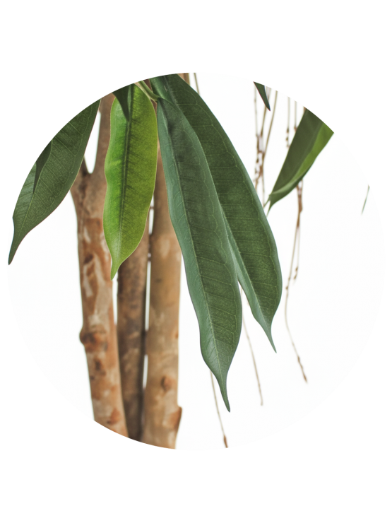 Árvore Longifolia Artificial com Tronco Natural 150cm