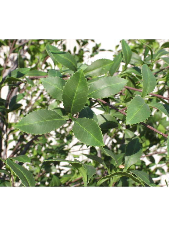 Árvore Ziziphus Artificial 500cm
