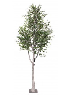 Árvore Ziziphus Artificial 500cm