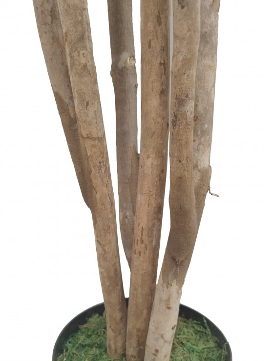 Árvore Eucalipto Artificial com Tronco Natural 210cm