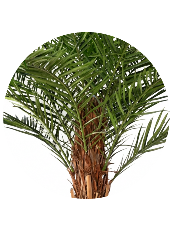 Palmeira Majesty Artificial Exterior 350cm