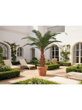 Palmeira Majesty Artificial Exterior 350cm