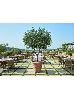 Oliveira Artificial Exterior 250cm