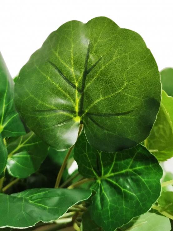 Árvore Aralia Fabian Artificial 200cm