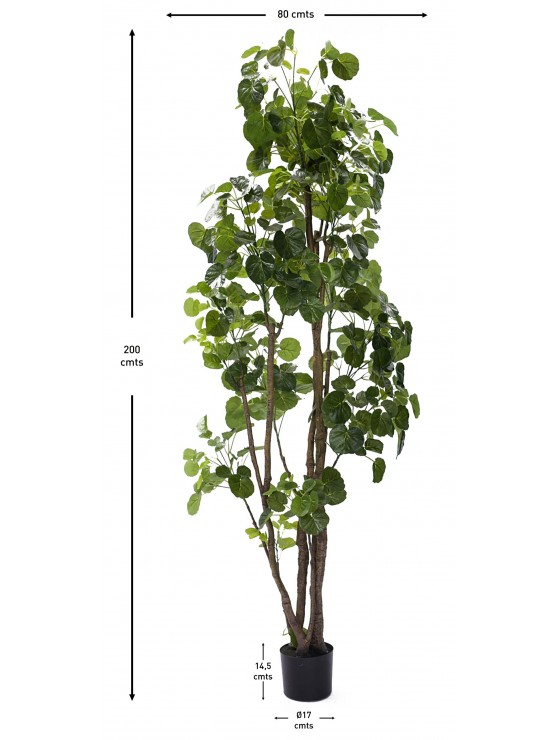 Árvore Aralia Fabian Artificial 200cm