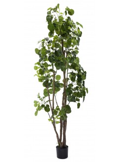 Árvore Aralia Fabian Artificial 200cm