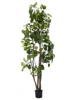 Árvore Aralia Fabian Artificial 200cm