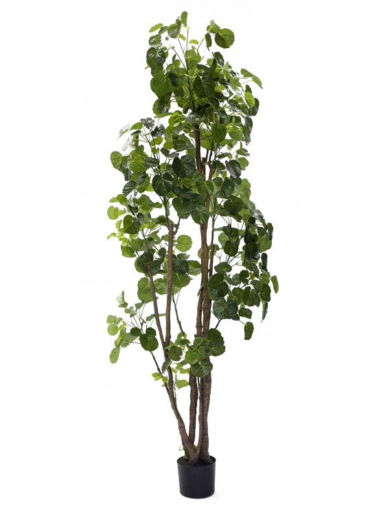 Árvore Aralia Fabian Artificial 200cm