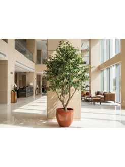 Árvore Ficus Artificial 250cm