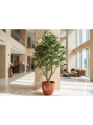 Árvore Ficus Artificial 250cm