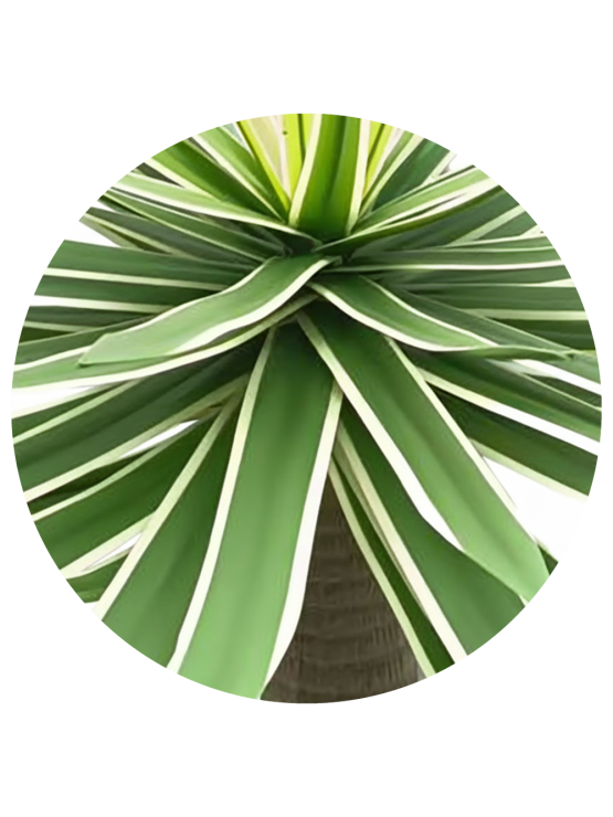 Planta Yucca Copa Artificial Exterior 70cm