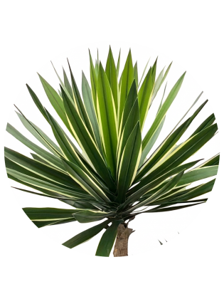 Planta Yucca Artificial Exterior 155cm
