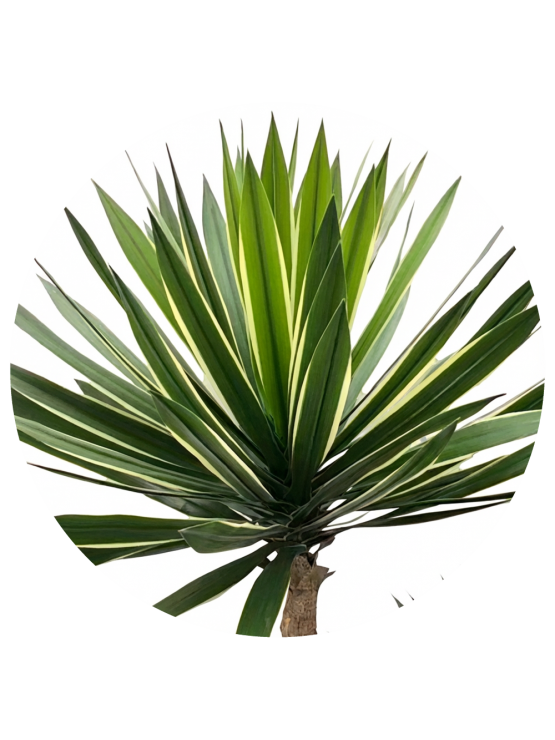Planta Yucca Artificial Exterior 155cm