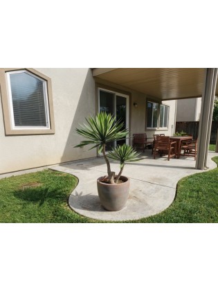 Planta Yucca Artificial Exterior 155cm