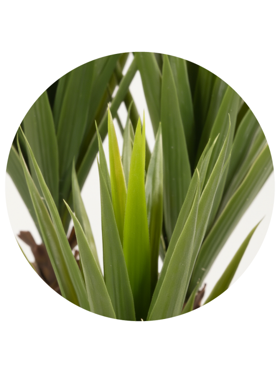Yucca 150cm