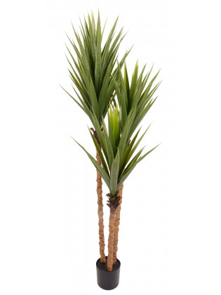 Yucca 150cm