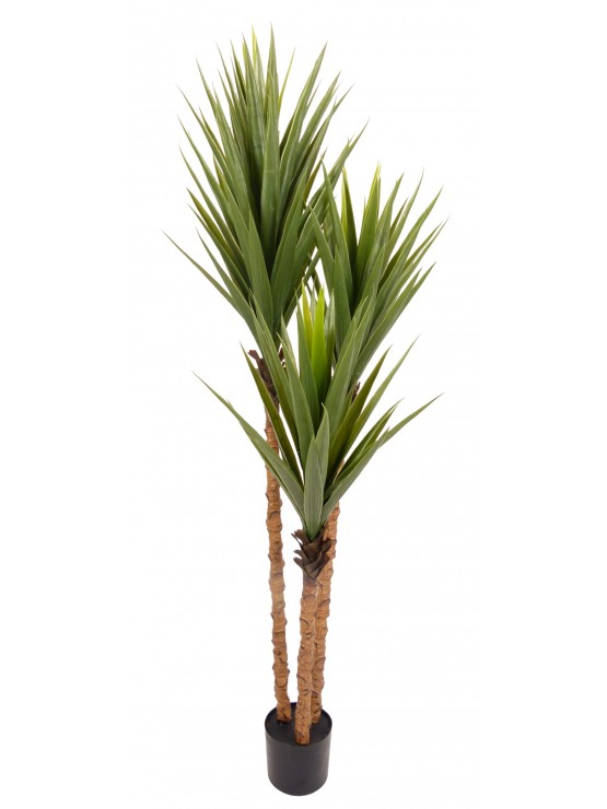 Yucca 150cm
