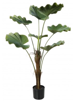 Árvore Licuala Artificial 110cm