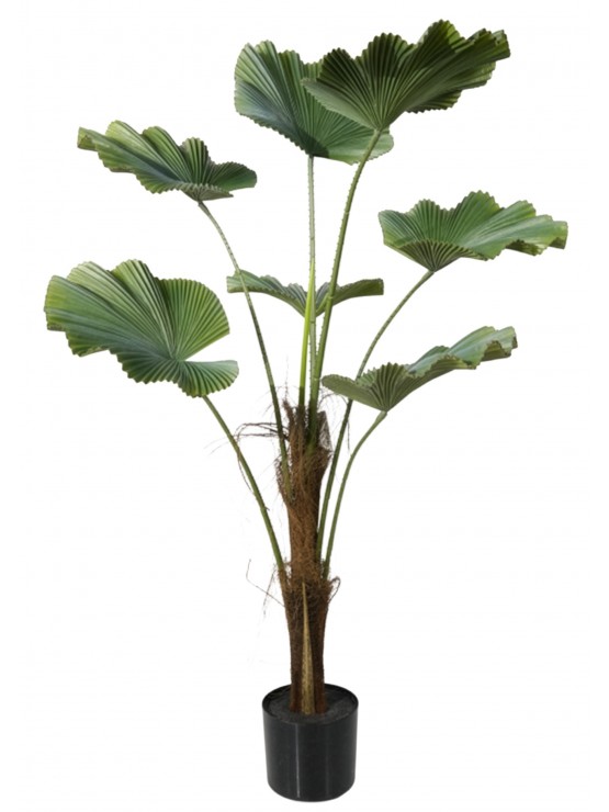 Árvore Licuala Artificial 110cm