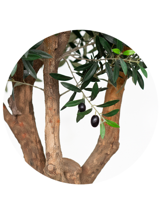 Oliveira Artificial com Tronco Natural 240cm