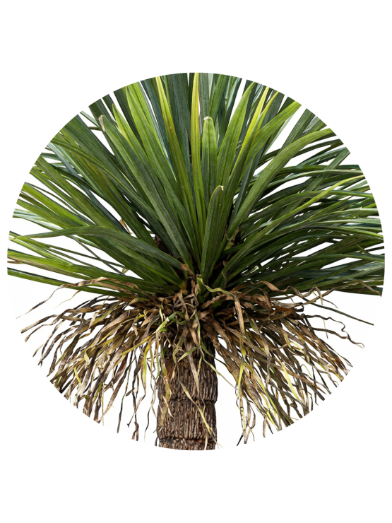 Planta Yucca Artificial Exterior 190cm