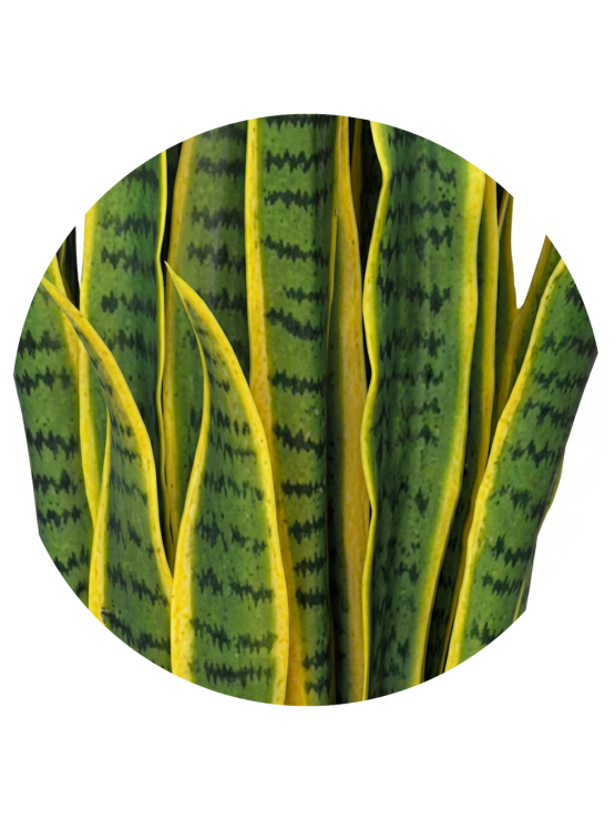 Sansevieria Artificial Exterior 97cm