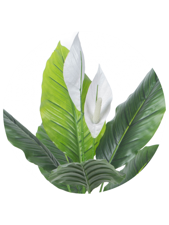 Espatifilo Branco Artificial Exterior 90cm