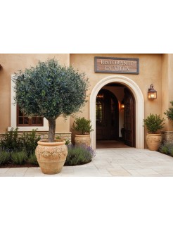 Oliveira Artificial Valle del Jerte Exterior 300cm