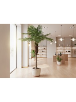 Palmeira Phoenix Artificial 210cm