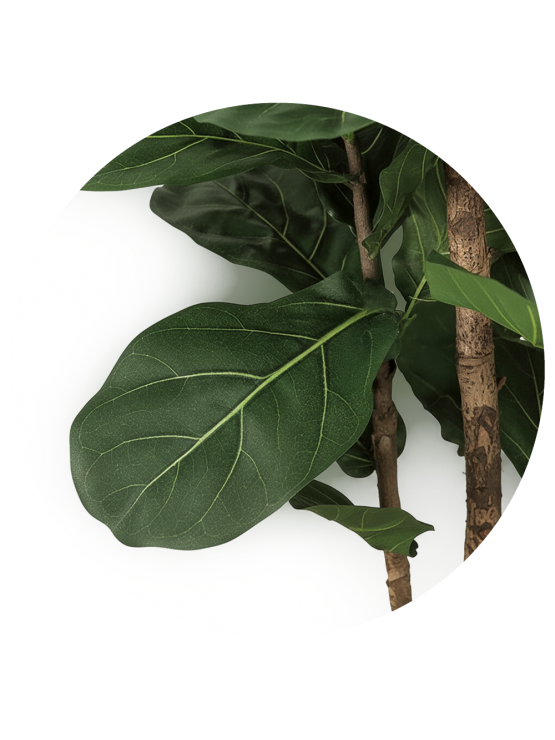 Árvore Ficus Lyrata Artificial com Tronco Natural 200cm
