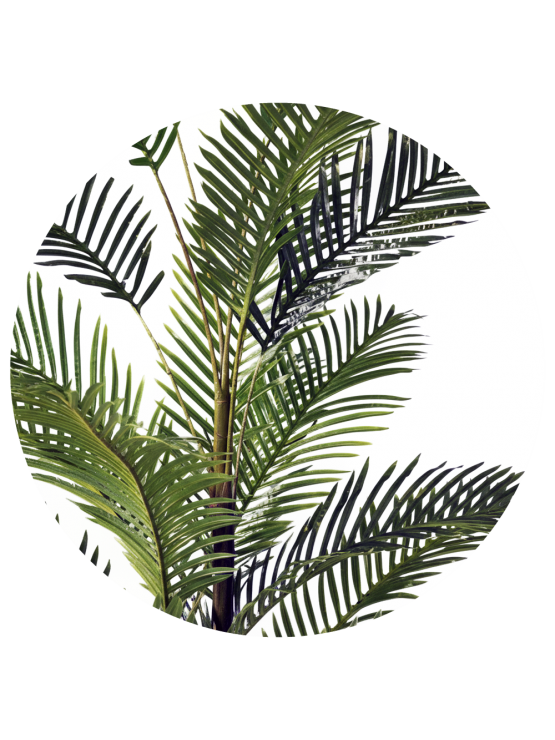 Palmeira Areca Artificial 240cm