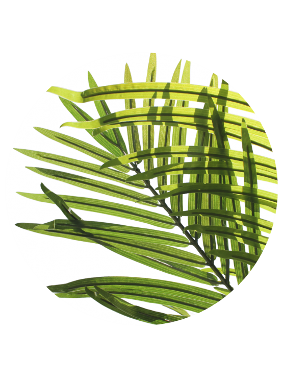Palmeira Areca Artificial Exterior 120cm