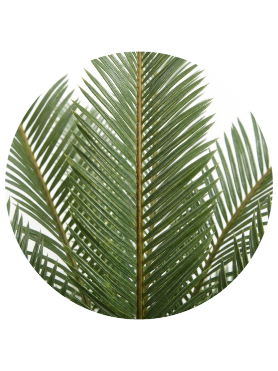 Árvore Cica Artificial Exterior 70cm