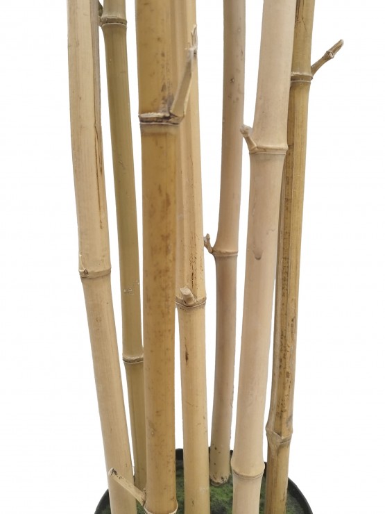 Árvore Bambu Artificial com Tronco Natural 190cm