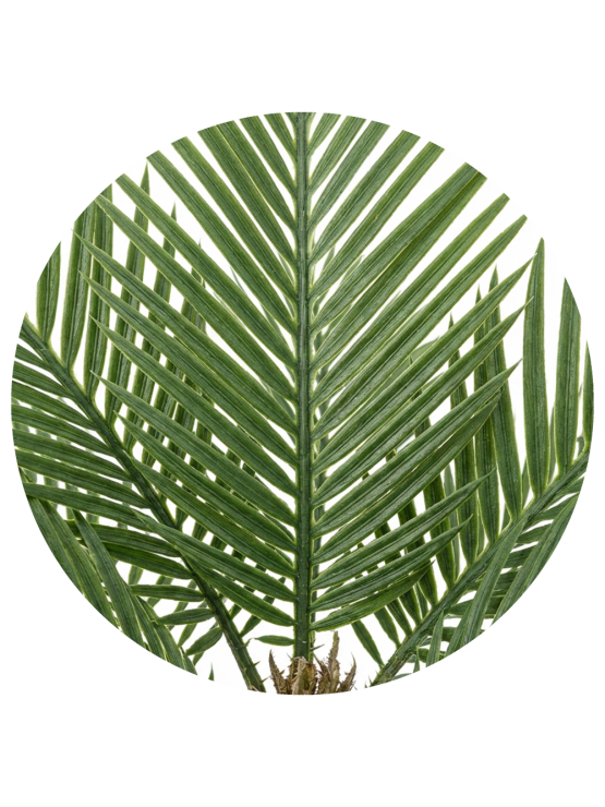 Palmeira Phoenix Artificial Exterior 213cm