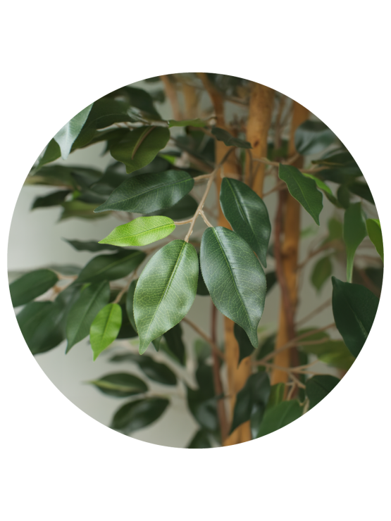 Árvore Ficus Aberta Artificial 150cm