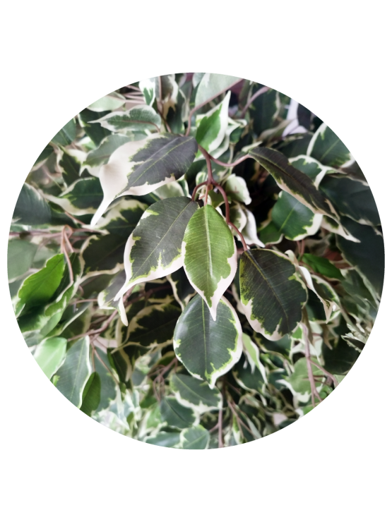 Árvore Ficus Matizado Artificial 180cm