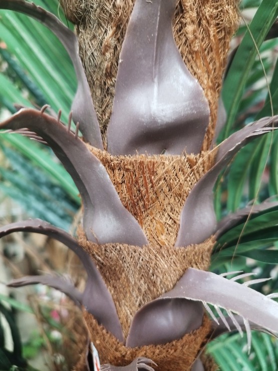 Palmeira Phoenix Artificial 240cm