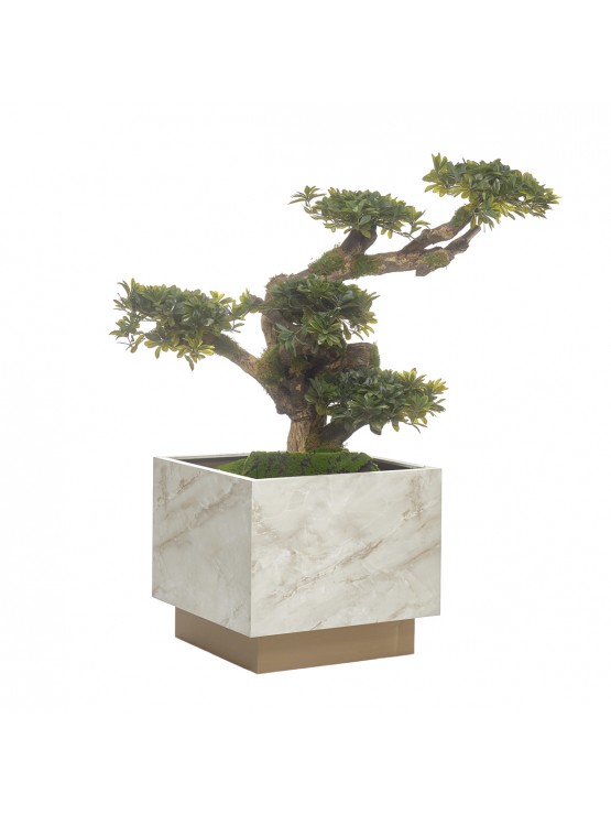 Bonsai C/Vaso 