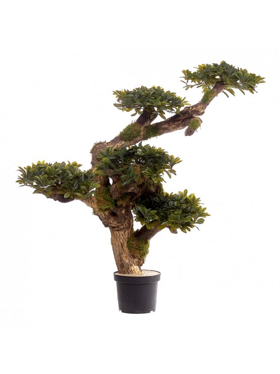 Bonsai C/Vaso 