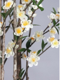 Cerejeira Flores Brancas